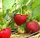 саженец персика низкорослый Саратов
