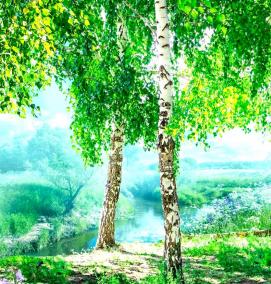 фотообои: березы - вариант 4