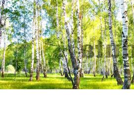 фотообои: березы - вариант 3
