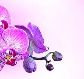 фотообои: фиолетовые цветы - вариант 1