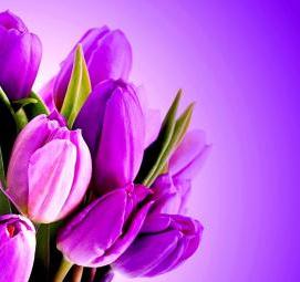 фотообои: фиолетовые цветы - вариант 3