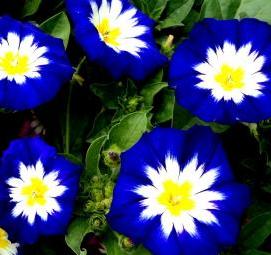 фотообои: синие цветы - тип 2