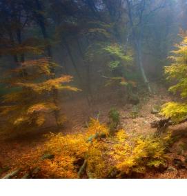 фотообои: таинственный лес - тип 4