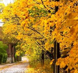 фотообои: золотая осень - модель 4