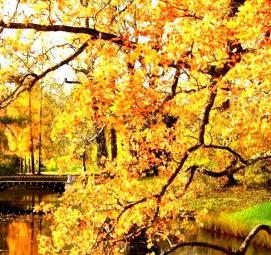 фотообои: золотая осень - модель 2