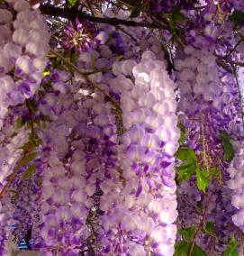 Глициния саженцы - вариант 4