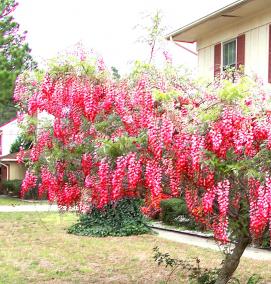 Глициния саженцы - вариант 3