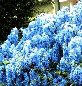 Глициния саженцы - вариант 2