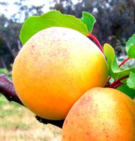 Годовалый саженец абрикоса - тип 1