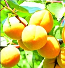 Годовалый саженец абрикоса - тип 4
