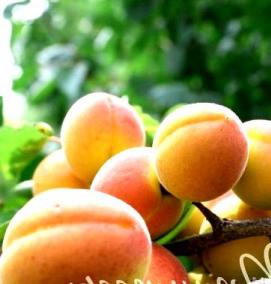 Годовалый саженец абрикоса - тип 2