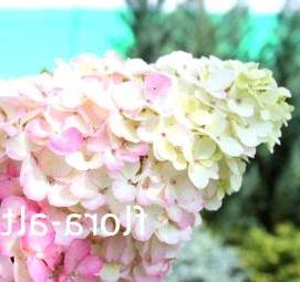 Годовалый саженец гортензии - тип 1