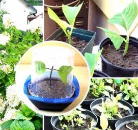 Годовалый саженец гортензии - тип 3