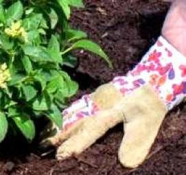 Годовалый саженец гортензии - тип 2