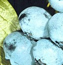 саженцы можжевельника Екатеринбург