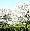 саженцы крыжовника Красноярск