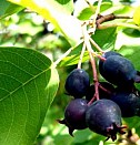 саженцы кустовые садовые розы  Санкт-Петербург