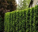 Искусственная живая изгородь с установкой Санкт-Петербург