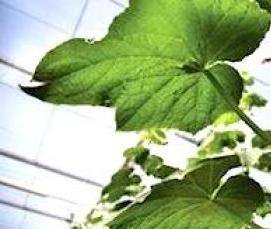 Каменная вата для гидропоники - вариант 4