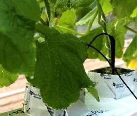 Каменная вата для гидропоники - вариант 2