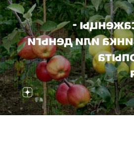 Карликовые саженцы - тип 1
