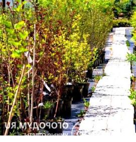 Карликовые саженцы - тип 2