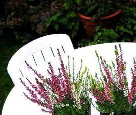 Ковролин Вереск - вариант 2