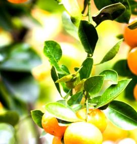 Лимоны мандарины саженцы - тип 1