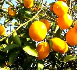 Лимоны мандарины саженцы - тип 4