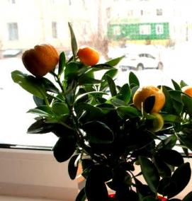 Лимоны мандарины саженцы - тип 3