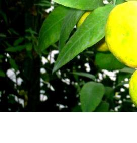 Лимоны мандарины саженцы - тип 2