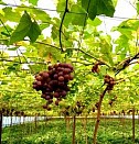 саженцы плодовых сортов Нижний Новгород