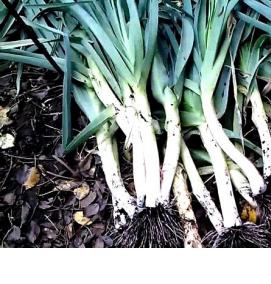 Лук на рассаду - вариант 1