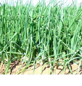 Лук на рассаду - вариант 2