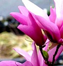 саженцы клубники елизавета Ижевск