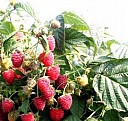 саженцы груши карликовые Казань