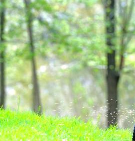 Минеральные удобрения для газона - тип 3