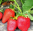 Кассеты для рассады 144 ячейки Златоуст
