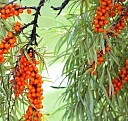 Низкорослые саженцы Краснодар