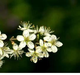 Обои яблоневый цвет виниловые - тип 1