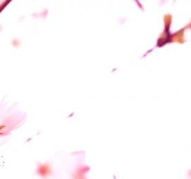 Обои яблоневый цвет виниловые - тип 4