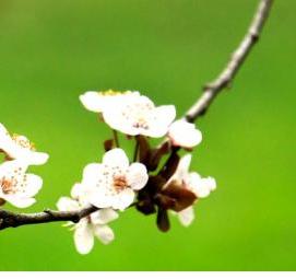 Обои яблоневый цвет виниловые - тип 3