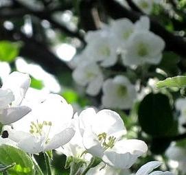 Обои яблоневый цвет виниловые - тип 2