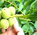саженцы ягодных культур Пермь