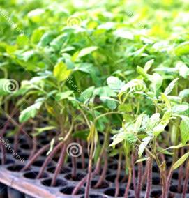 Овощная рассада - тип 1