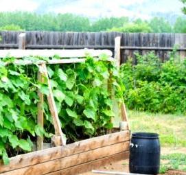 Парник из дерева для огурцов - тип 1