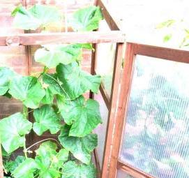 Парник из дерева для огурцов - тип 2