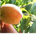 Карликовые саженцы черешни Саратов