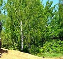 5 м3 песка Череповец