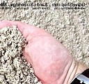 Песок из отсевов дробления Орёл